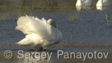 Video of Mute Swan - Mute Swan in the nest period in Shabla lake
